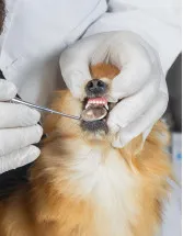 Pet Dental Health Market by Animal Type, Type, and Geography-Forecast and Analysis 2023-2027