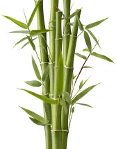 Bamboos Market Analysis APAC, North America, Europe, Middle East and Africa, South America - US, China, India, Germany, UK - Size and Forecast 2023-2027