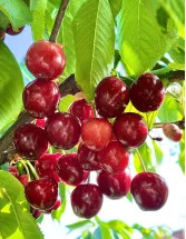 Fresh Cherries Market Analysis - APAC, Europe, North America, Middle East and Africa, South America - US, Canada, China, India, Germany - Size and Forecast 2023-2027