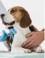 North America - Animal Health Market by Animal Type, Product and Geography - Forecast and Analysis 2023-2027