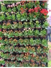 Planter Market by Distribution Channel, End-user and Geography - Forecast and Analysis 2023-2027