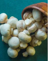Singapore - Fresh Mushroom Market by Product, Distribution Channel and Application - Forecast and Analysis 2024-2028
