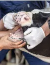 Bovine Treatment System Market Analysis North America, Europe, Asia, Rest of World (ROW) - US, Germany, UK, France, China - Size and Forecast 2024-2028