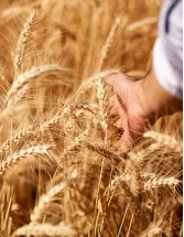 Grain and Cereal Crop Protection Market Analysis APAC, South America, Europe, North America, Middle East and Africa - US, China, India, France, Brazil - Size and Forecast 2024-2028