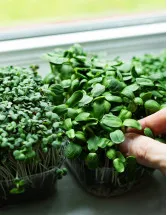 Microgreens Market Analysis North America, Europe, APAC, South America, Middle East and Africa - US, Canada, China, Germany, UK - Size and Forecast 2024-2028