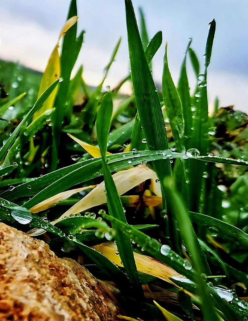 Regenerative Agriculture Market Analysis, Size, and Forecast 2025-2029: North America (US and Canada), Europe (France, Germany, Italy, UK), APAC (China, India, Japan, South Korea), South America , and Middle East and Africa
