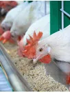 North America Poultry Feed Market by Product and Type - Forecast and Analysis 2024-2028