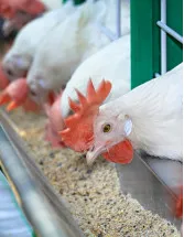 North America Poultry Feed Market by Product and Type - Forecast and Analysis 2024-2028