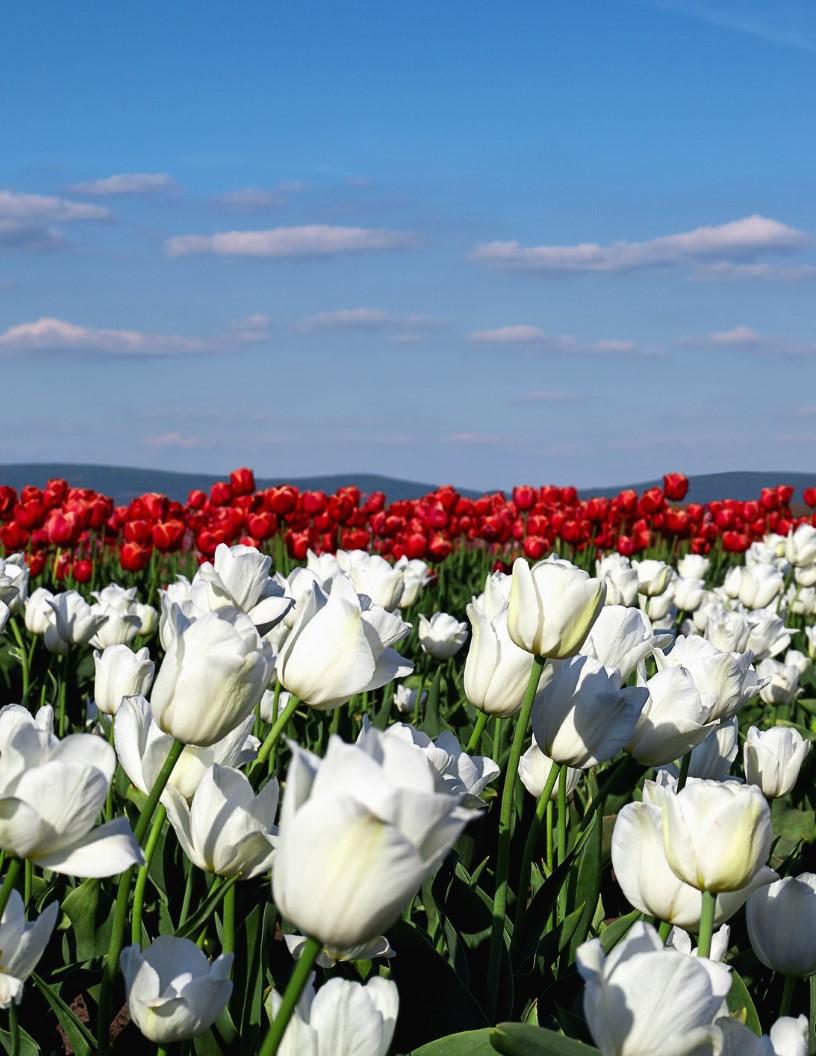 US Floriculture Market Analysis, Size, and Forecast 2025-2029
