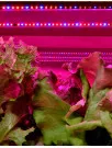 Light-emitting Diode (LED) Grow Lights Market by Application and Geography - Forecast and Analysis 2023-2027