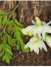 Moringa Products Market Analysis APAC, Europe, North America, Middle East and Africa, South America - US, India, China, Germany, UK - Size and Forecast 2024-2028
