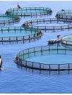 Aquaculture Market Analysis APAC, North America, Europe, South America, Middle East and Africa - China, India, Indonesia, Vietnam, Thailand - Size and Forecast 2024-2028