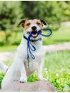 Pet Daycare and Lodging Market by Service, Type, and Geography - Forecast and Analysis 2023-2027