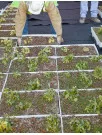 Green-Roofs Market by Application, Product, and Geography - Forecast and Analysis 2023-2027