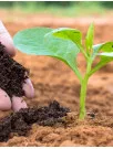 Organic Fertilizers Market by Deployment, Type and Geography- Forecast and Analysis 2023-2027